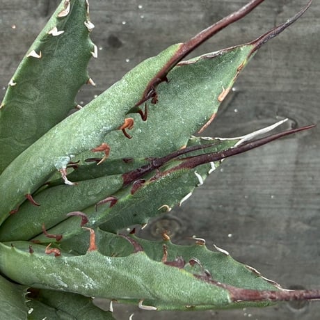 hidden agave hybrid utahensis var. eborispina×horrida