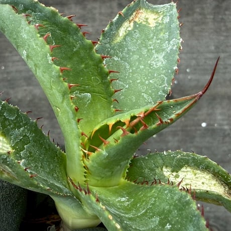hidden agave hybrid (kristenii×potatorum)×horrida