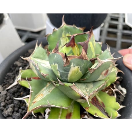 MASSES×M&M】 アガベチタノタ 姫厳龍 塊根植物 多肉 コーデックス