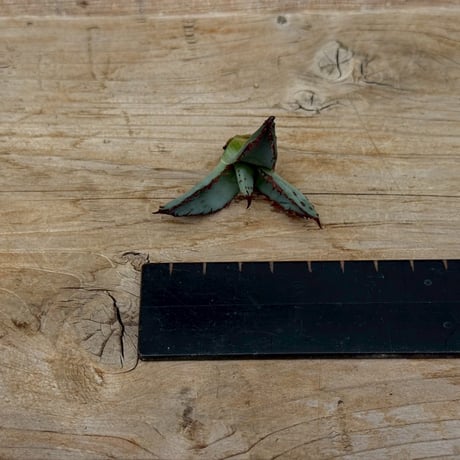 Agave victoriae-reginae hybrid 王蟲 from 土田制所