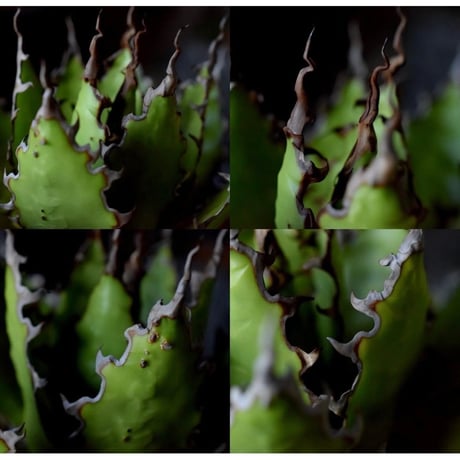 ウィリングプラント | STORES