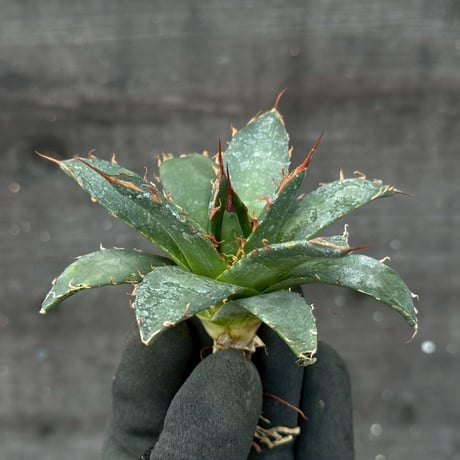 hidden agave hybrid utahensis var. eborispina×horrida