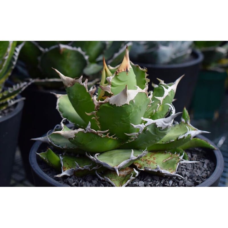 現品】現地球 アガベ・チタノタ・オテロイ 7号 MK 【公式通販】