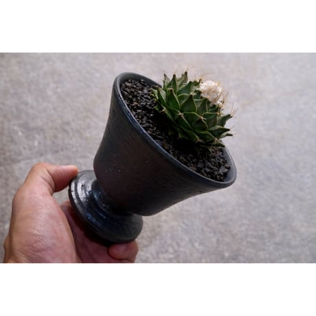 ITEM | Willing plant