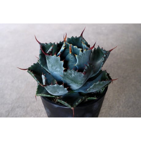ウィリングプラント　willingplant 大眼　yeitao ファシクラータ CATEGORY 大眼 | Willing plant