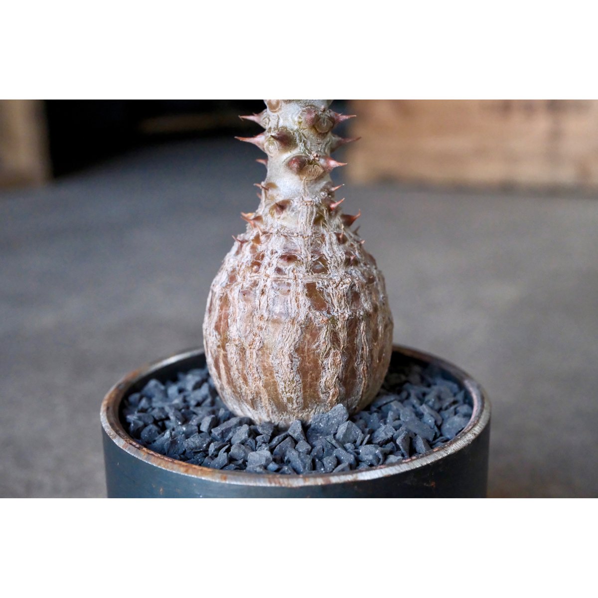 W.P Collection】パキポディウム ウィンゾリー 実生 | Willing plant W.P Collection】パキポディウム ウィンゾリー 実生 | Willing plant
