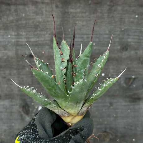 hidden agave hybrid utahensis var. eborispina×horrida