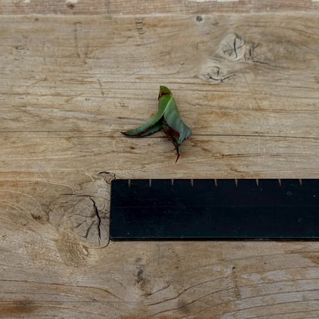 Agave victoriae-reginae hybrid 王蟲 from 土田制所