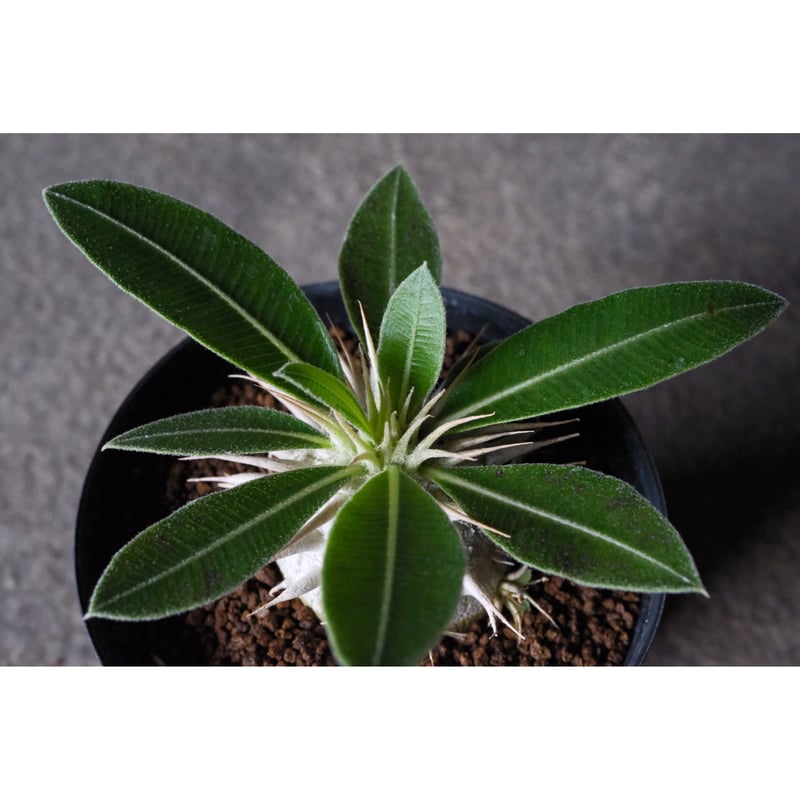 パキポディウム マカイエンセ 3 | Willing plant