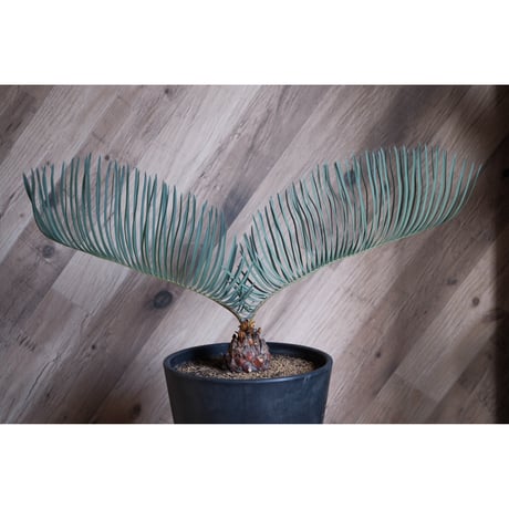 ITEM | Willing plant