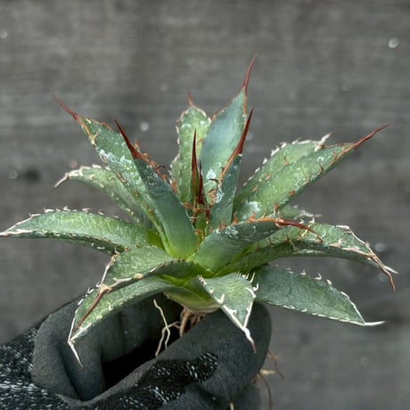 hidden agave hybrid utahensis var. eborispina×horrida