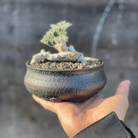 【サマーセール】モンソニア　ムルチフィダ サマーセール】モンソニア ムルチフィダ