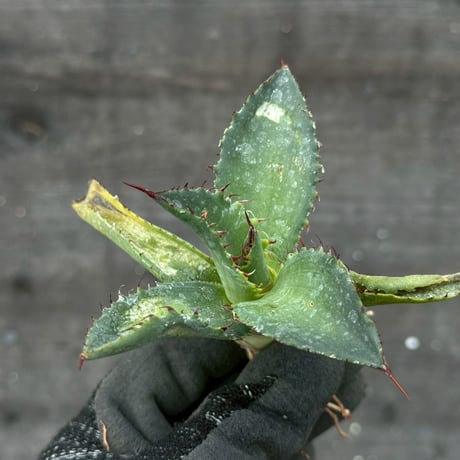 hidden agave hybrid (kristenii×potatorum)×horrida