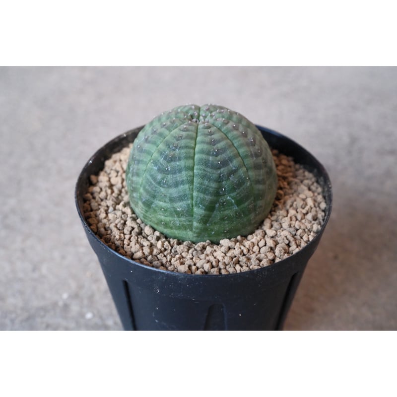 ユーフォルビア オベサ 3 | Willing plant