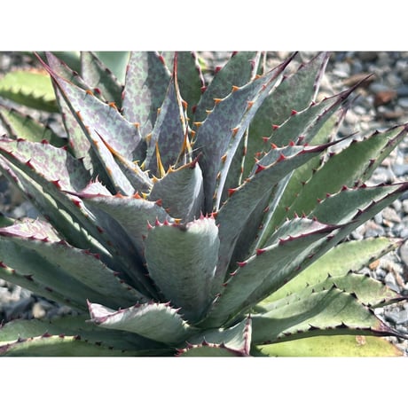 ユタエンシス | STORES