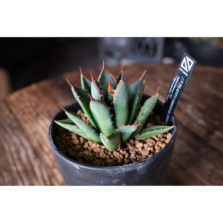 CATEGORY Agave hybrid | Willing plant