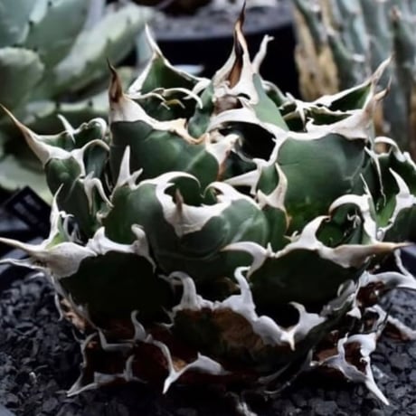 VALIEM Willing plant Lサイズ 鉢 台座付き アガベ VALIEM Willing plant Lサイズ 鉢 台座付き アガベ 園芸用品