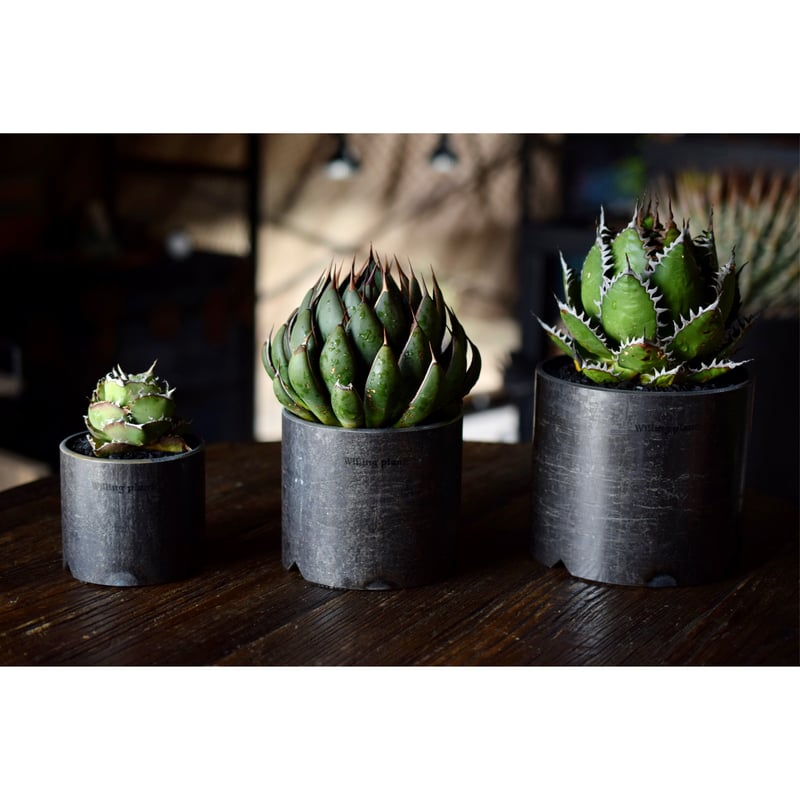 新品　Willing plant atahetas Iron pot 125㎜ 新品Willing plant atahetas Iron pot 125㎜