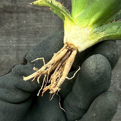 hidden agave hybrid utahensis var. eborispina×horrida