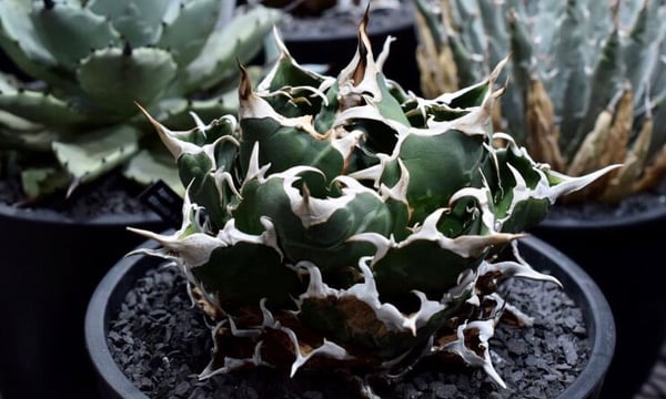 Willing plant
