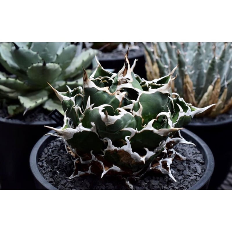 アガベ　チタノタ　白鯨　陽炎　超ボール アガベ・チタノタ白鯨（ボールタイプ）中-070｜agave titanota