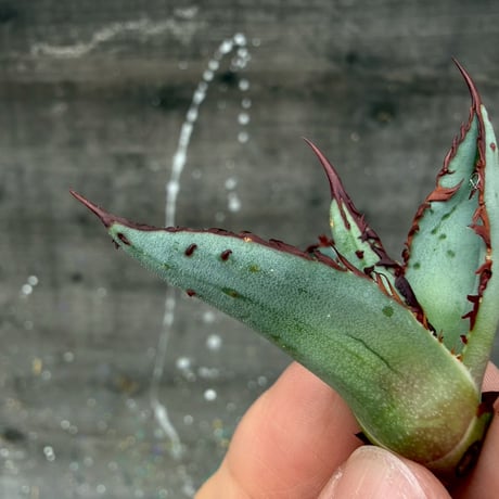 Agave victoriae-reginae hybrid 王蟲 from 土田制所