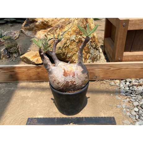 パキポディウム グラキリス 現地球1