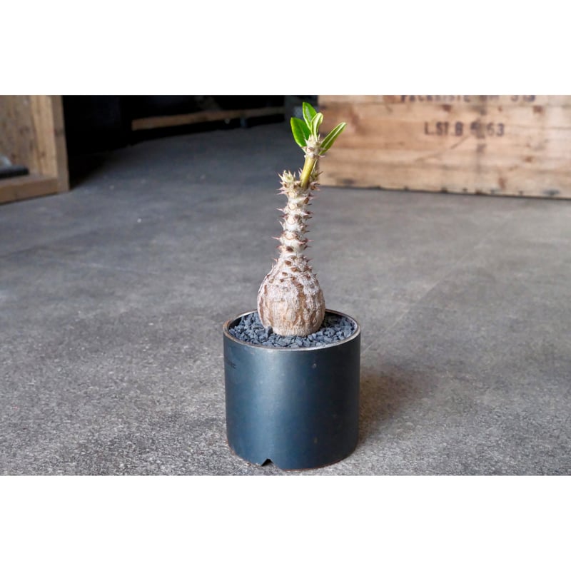W.P Collection】パキポディウム ウィンゾリー 実生 | Willing plant W.P Collection】パキポディウム ウィンゾリー 実生 | Willing plant
