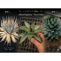 hidden agave hybrid utahensis var. eborispina×horrida