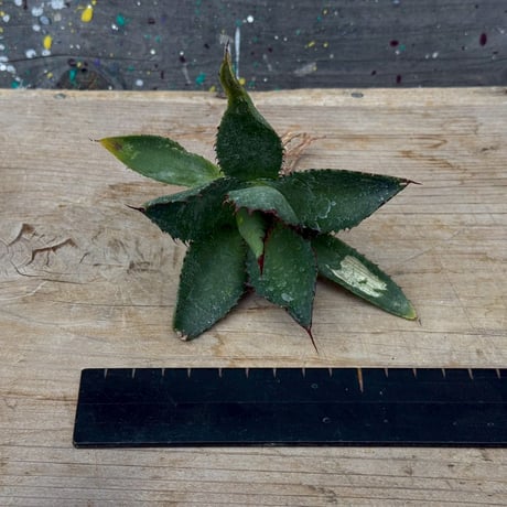 hidden agave hybrid (kristenii×potatorum)×horrida