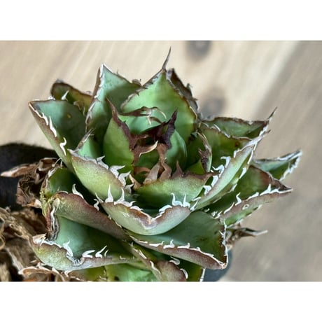 ITEM | Willing plant