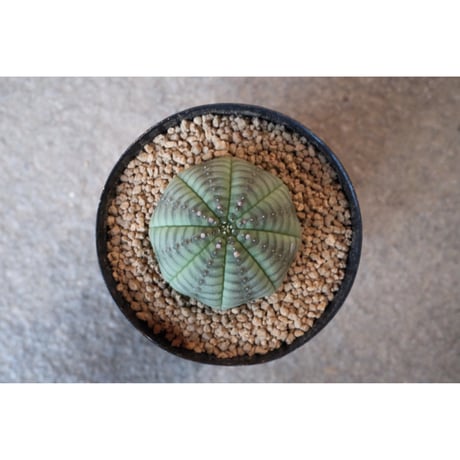 Willing plant