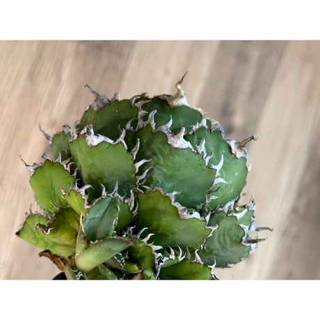 ITEM | Willing plant