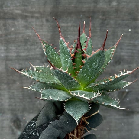 hidden agave hybrid utahensis var. eborispina×horrida