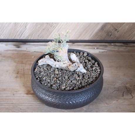 モンソニア | STORES