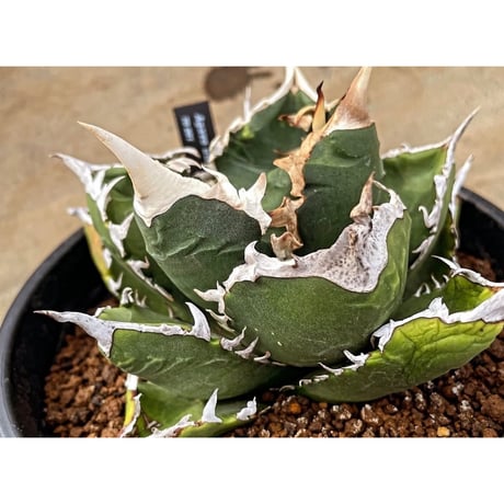 オテロイ | STORES