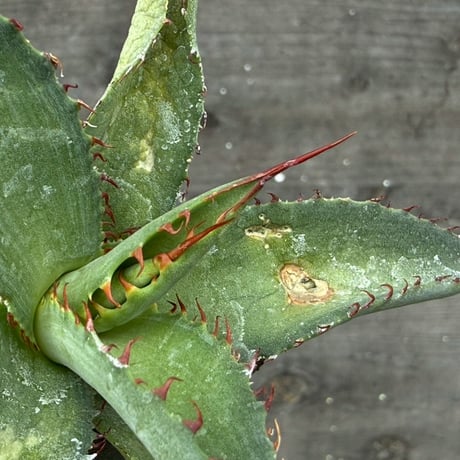 hidden agave hybrid (kristenii×potatorum)×horrida