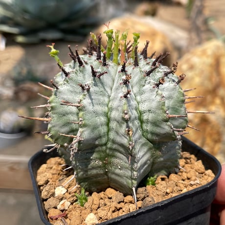 ユーフォルビア ホリダ 雌株