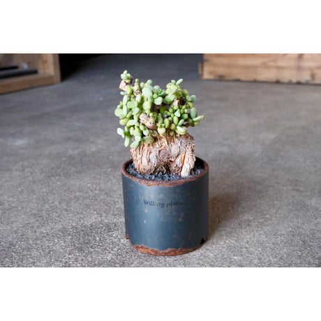 CATEGORY 鐵鉢 | Willing plant