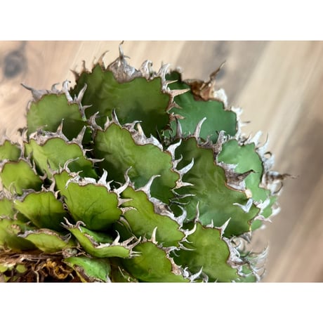 CATEGORY Plants | Willing plant