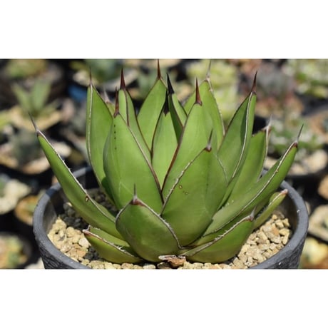 アガベ　ボビコルヌータ　大株 アガベ ボビコルヌータ 大株 直径約30センチ