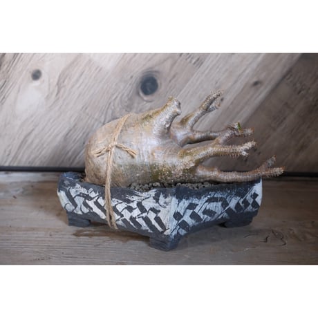 blue ページ パキポディウム2点 パキポディウム/Pachypodium｜金成