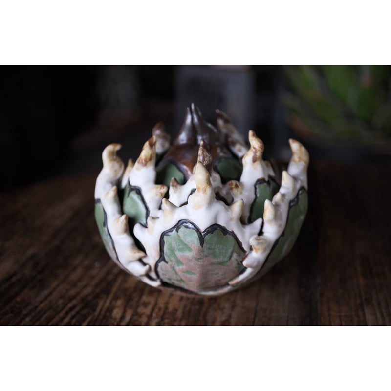 Willing plant 大眼 Yei Tao Cthulhu Agave Yei Tao 大眼 Cthulhu Agave utahensis | Willing plant