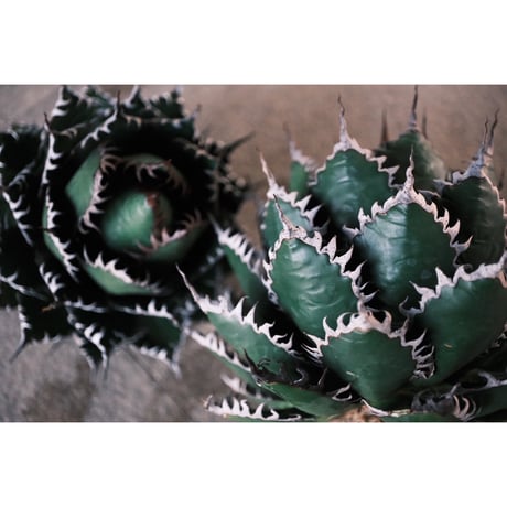 Willing plant