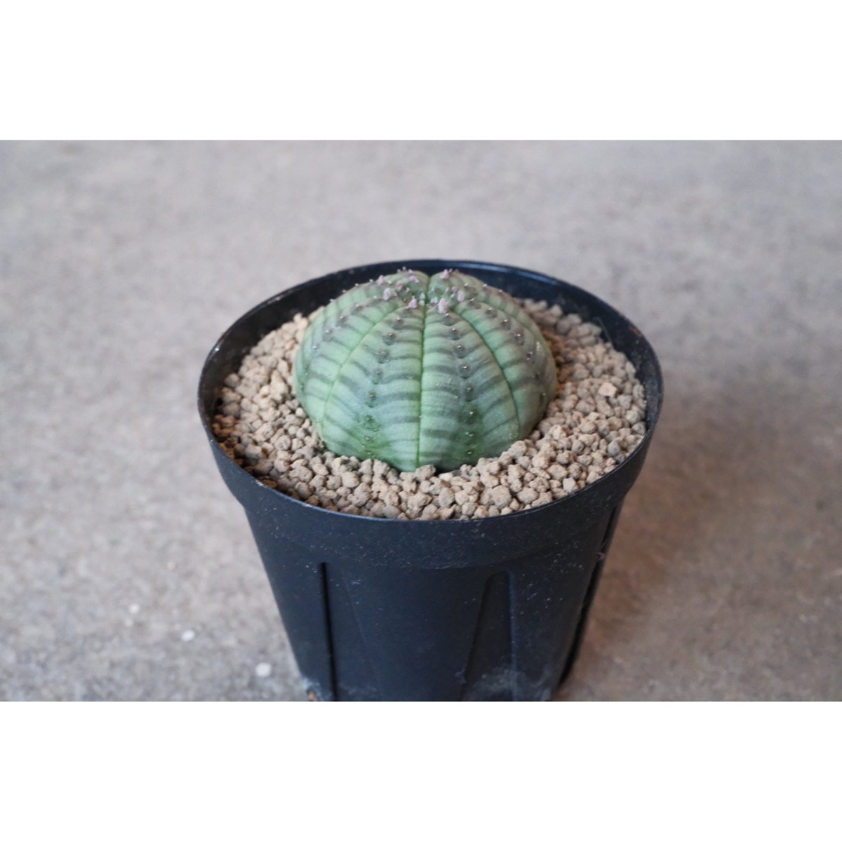 ぶ*た様 ユーフォルビア　オベサ　鉢のまま発送 ユーフォルビア オベサ 