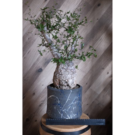 Ｒ*n様 【期間限定セール】オペルクリア・パキプス（現地株、発根済み） RAFLUMコレクション】オペルクリカリア パキプス 【現地球/発根