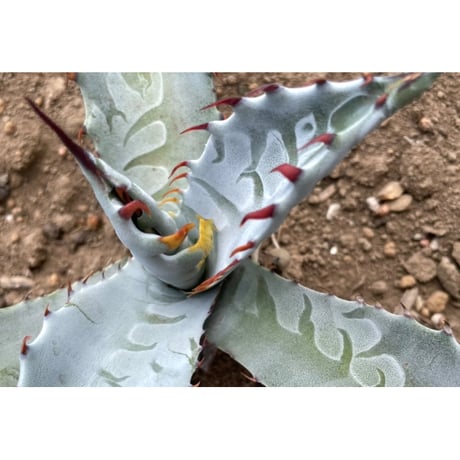 CATEGORY Plants | Willing plant