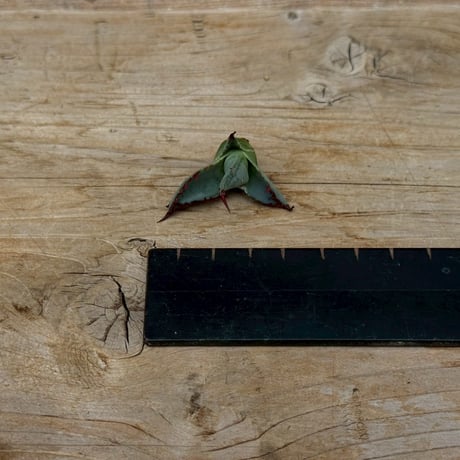 Agave victoriae-reginae hybrid 王蟲 from 土田制所