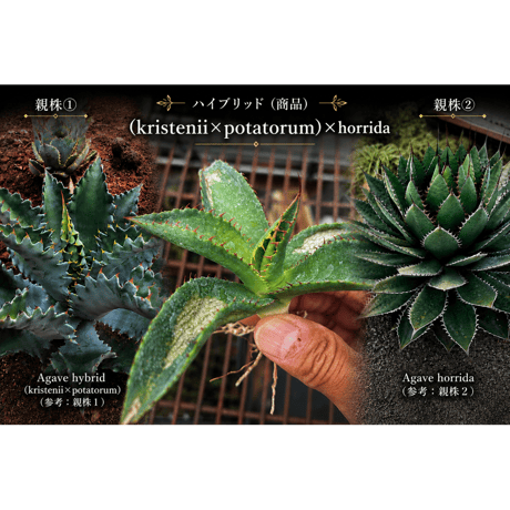 hidden agave hybrid (kristenii×potatorum)×horrida
