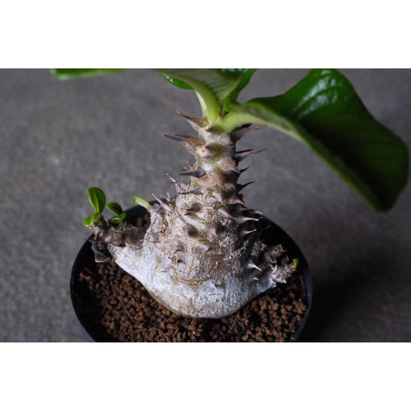 パキポディウム ウィンゾリー 10 | Willing plant